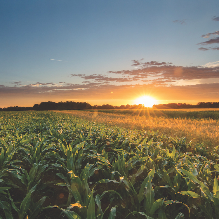 Corn yield contest winners